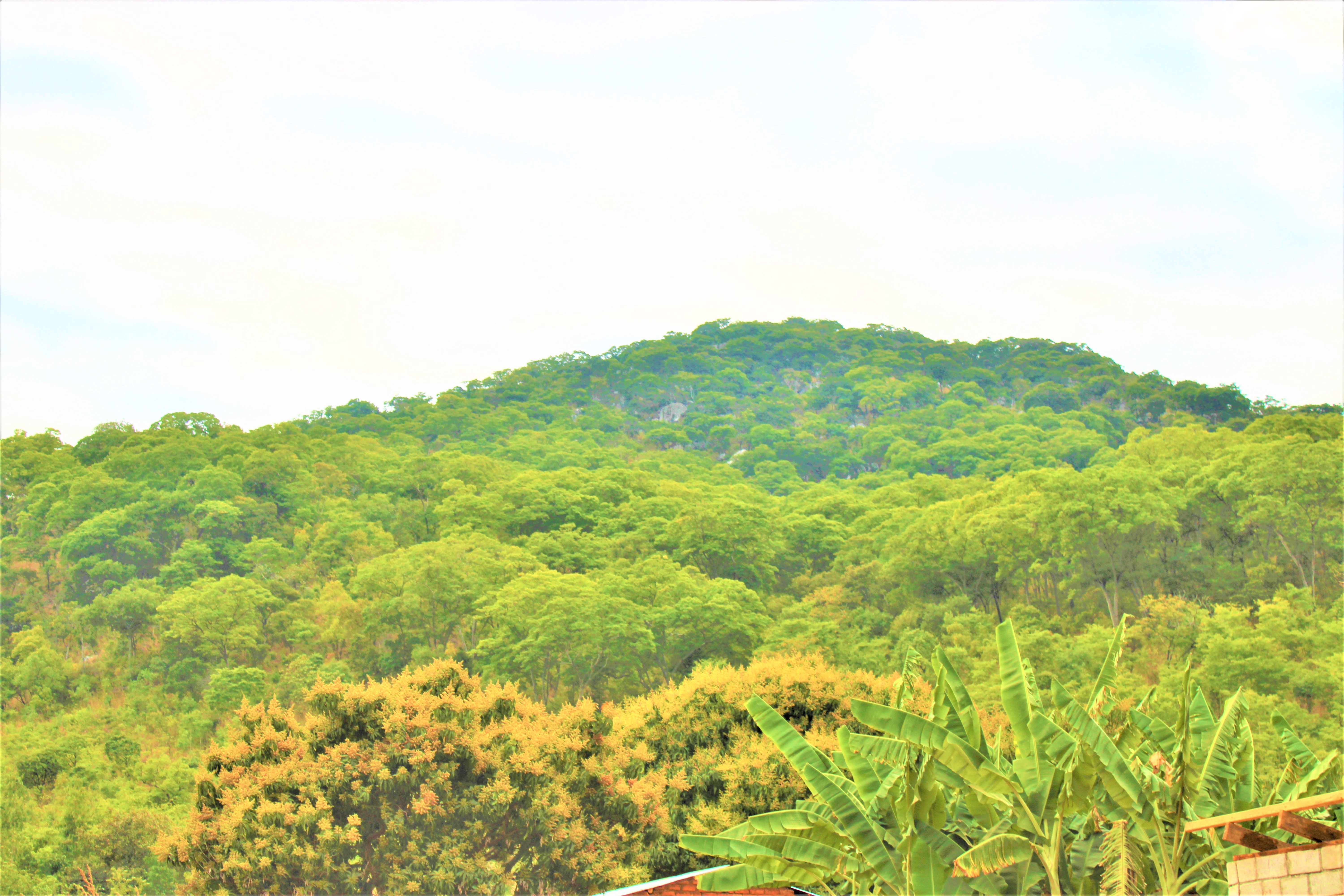 The near-by Chikala hills have regenerated with help from beekeeping. (Credit: Felix Malamula, ERASP/PRIDE)